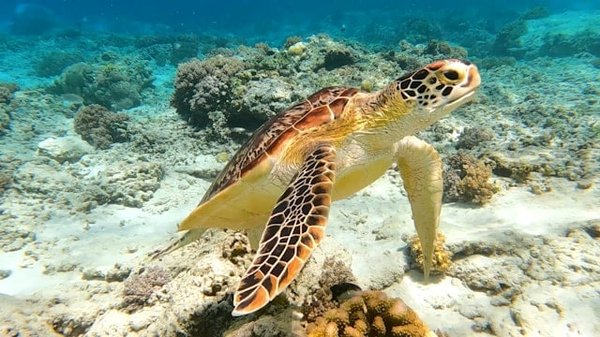 Où pratiquer la plongée en apnée avec les tortues marines dans les îles Gili, Indonésie ?